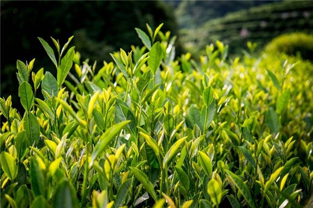 长兴雨润荼叶生产地配置农药残留检测仪提升茶叶销售市场